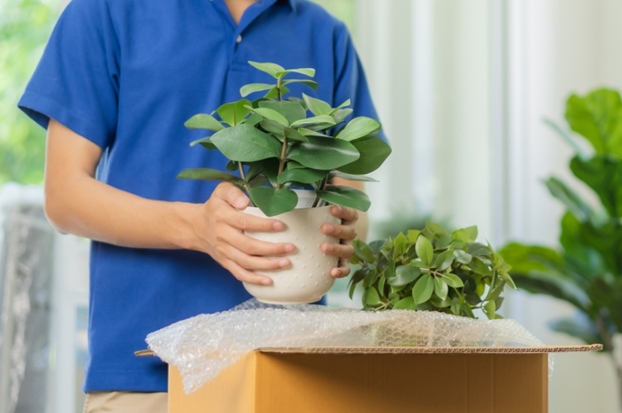 how to pack plants for moving