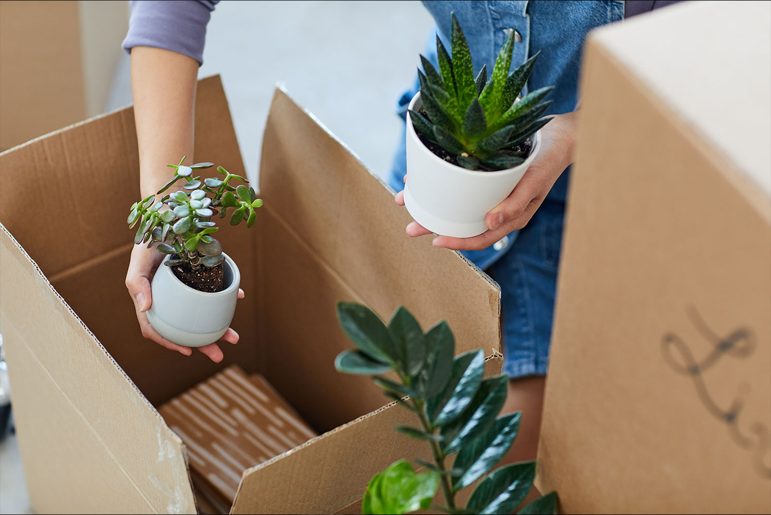 How to Pack Plants for Moving?